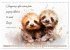 MOTIVATION Sayings with cute animal... - Bild 8