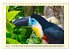 Toucans - clowns of the jungle (Desk... - Bild 11