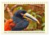 Toucans - clowns of the jungle (Desk... - Bild 12