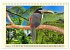 Toucans - clowns of the jungle (Desk... - Bild 14
