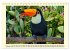 Toucans - clowns of the jungle (Desk... - Bild 15