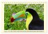 Toucans - clowns of the jungle (Desk... - Bild 3