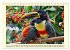 Toucans - clowns of the jungle (Desk... - Bild 5