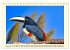 Toucans - clowns of the jungle (Desk... - Bild 7