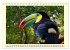 Toucans - clowns of the jungle (Desk... - Bild 8