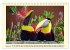 Toucans - clowns of the jungle (Desk... - Bild 9