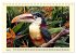 Toucans - clowns of the jungle (Desk... - Bild 10