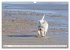 West Highland White Terrier - Your... - Bild 11