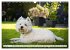 West Highland White Terrier - Your... - Bild 12