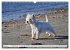 West Highland White Terrier - Your... - Bild 13