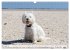 West Highland White Terrier - Your... - Bild 14