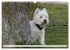 West Highland White Terrier - Your... - Bild 3