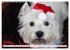 West Highland White Terrier - Your... - Bild 5