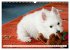 West Highland White Terrier - Your... - Bild 8