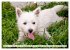 West Highland White Terrier - Your... - Bild 10