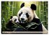 Cozy giant panda (High Quality Premium... - Bild 7