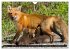 LE PETIT ROUQUIN (Calendrier mural 2026... - Bild 11