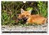 LE PETIT ROUQUIN (Calendrier mural 2026... - Bild 12