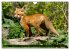 LE PETIT ROUQUIN (Calendrier mural 2026... - Bild 13