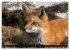 LE PETIT ROUQUIN (Calendrier mural 2026... - Bild 3