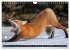 LE PETIT ROUQUIN (Calendrier mural 2026... - Bild 5