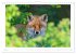 Un an avec le renard roux (Calendrier... - Bild 11