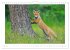 Un an avec le renard roux (Calendrier... - Bild 12