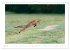 Un an avec le renard roux (Calendrier... - Bild 13