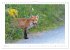 Un an avec le renard roux (Calendrier... - Bild 3