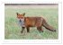 Un an avec le renard roux (Calendrier... - Bild 4