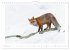 Un an avec le renard roux (Calendrier... - Bild 5