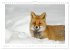 Un an avec le renard roux (Calendrier... - Bild 7