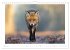 Un an avec le renard roux (Calendrier... - Bild 8