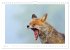Un an avec le renard roux (Calendrier... - Bild 9