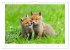 Un an avec le renard roux (Calendrier... - Bild 10