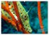Oceans Alive - A World of Color and... - Bild 11