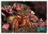 Oceans Alive - A World of Color and... - Bild 12