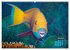 Oceans Alive - A World of Color and... - Bild 13