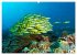 Oceans Alive - A World of Color and... - Bild 4