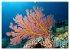 Oceans Alive - A World of Color and... - Bild 9