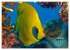 Oceans Alive - A World of Color and... - Bild 10