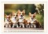 Welsh Corgi Pembroke (Wall Calendar... - Bild 11