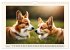 Welsh Corgi Pembroke (Wall Calendar... - Bild 12
