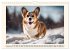 Welsh Corgi Pembroke (Wall Calendar... - Bild 5