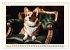 Welsh Corgi Pembroke (Wall Calendar... - Bild 8