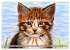 Beautiful cat portraits (Wall Calendar... - Bild 12