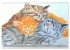 Beautiful cat portraits (Wall Calendar... - Bild 15