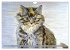 Beautiful cat portraits (Wall Calendar... - Bild 4