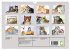 Beautiful cat portraits (Wall Calendar... - Bild 6