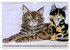 Beautiful cat portraits (Wall Calendar... - Bild 7